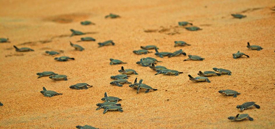Islas Bijagós Guinea Bissau turismo