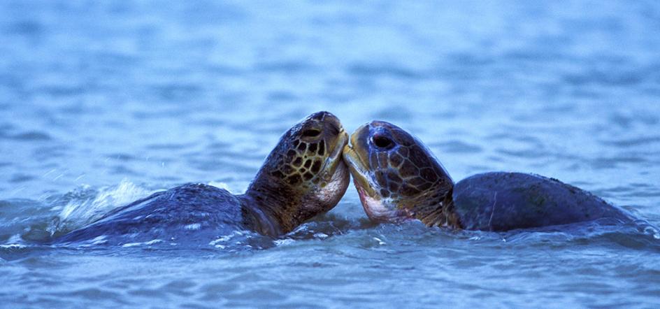 Islas Bijagós Guinea Bissau turismo